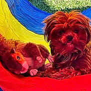 Mona Lisa is registered to the contest to win money with this photo: animal, blue, colorful, cute, dog, fabric, fluffy, grass, outdoor, pet, playful, plush_toy, red, relaxed, small_dog, summer, sunlight, tongue_out, toy, yellow