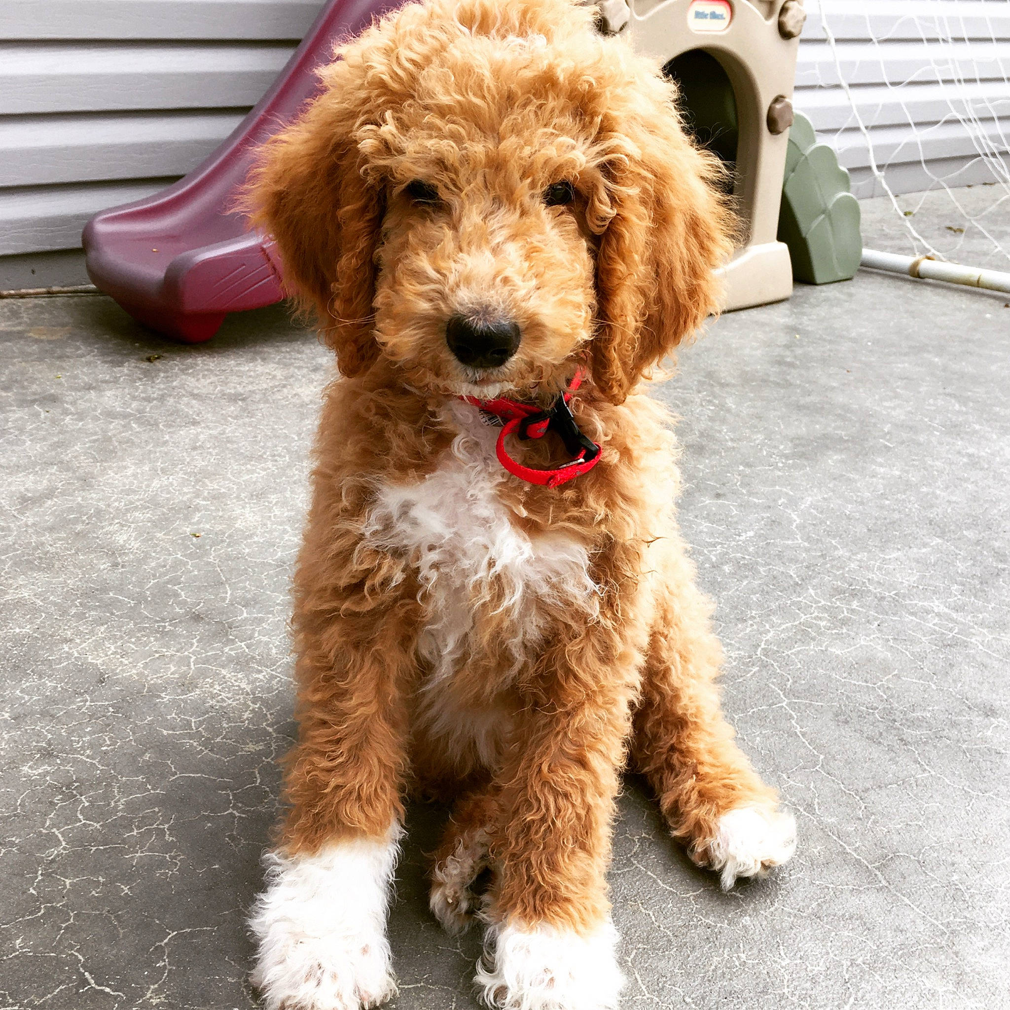 Brownie is registered to the contest to win money with this photo: canidae, carnivore, cockapoo, companion_dog, dog, dog_breed, goldendoodle, labradoodle, mammal, miniature_poodle, poodle, poodle_crossbreed, puppy, rare_breed_dog, spanish_water_dog, sporting_group, standard_poodle, terrier, toy_poodle, vertebrate