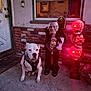 Rexx is registered to the contest to win money with this photo: animal, brick_wall, concrete_floor, costume, decor, dog, door, face_mask, glowing_eyes, halloween_decoration, night, outdoor, pet, porch, red_lights, skulls, spooky, white_dog, window, witch_figure