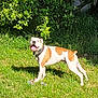 Rexx joined the competition — help win amazing prizes! animal, brown_and_white, canine, collar, daylight, dog, garden, grass, greenery, happy, leafy_bush, nature, outdoor, panting, pet, playful, standing, summer, sunlight, tongue_out