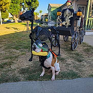 Rexx joined the competition — help win amazing prizes! Halloween, cape, carriage, costume, daytime, decoration, dinosaur_mask, dog, grass, horse_skeleton, house, outdoor, pet, playful, sidewalk, skeleton, suburban, top_hat, tree, yard