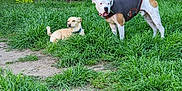 Rexx joined the competition — help win amazing prizes! animal, canine, collar, daytime, dog, dogs, fur, garden, grass, greenery, jacket, leisure, nature, outdoor, park, pet, plants, resting, standing, sunlight