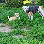 animal, canine, collar, daytime, dog, dogs, fur, garden, grass, greenery, jacket, leisure, nature, outdoor, park, pet, plants, resting, standing, sunlight
