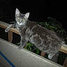 cat, gray_cat, feline, animal, pet, whiskers, green_eyes, pointed_ears, long_tail, short_hair, outdoor, night, garden, plants, wooden_railing, balcony, standing, relaxed, flash_photography, portrait
