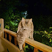 Fluffy is registered to the contest to win money with this photo: cat, fluffy_cat, pet, animal, feline, outdoor, night, balcony, railing, wood, garden, plants, greenery, portrait, sitting, perched, long_fur, golden_fur, flash_photography, close_up
