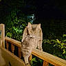 cat, fluffy_cat, pet, animal, feline, outdoor, night, balcony, railing, wood, garden, plants, greenery, portrait, sitting, perched, long_fur, golden_fur, flash_photography, close_up