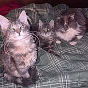 Bigfoot is registered to the contest to win money with this photo: cats, kitten, three_cats, longhaired_cat, gray_cat, tuxedo_cat, fluffy, fur, whiskers, ears, eyes, animal_portrait, pets, bed, blanket, plaid, indoors, cozy, sitting, group_portrait