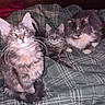 cats, kitten, three_cats, longhaired_cat, gray_cat, tuxedo_cat, fluffy, fur, whiskers, ears, eyes, animal_portrait, pets, bed, blanket, plaid, indoors, cozy, sitting, group_portrait