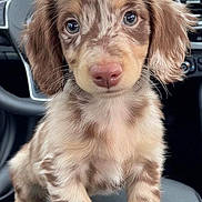 Dessy joined the competition — help win amazing prizes! animal, brown, car_interior, close_up, cute, dachshund, dappled, dashboard, dog, face, floppy_ears, fur, indoor, looking, pet, puppy, sitting, steering_wheel, tan, young