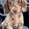 animal, brown, car_interior, close_up, cute, dachshund, dappled, dashboard, dog, face, floppy_ears, fur, indoor, looking, pet, puppy, sitting, steering_wheel, tan, young