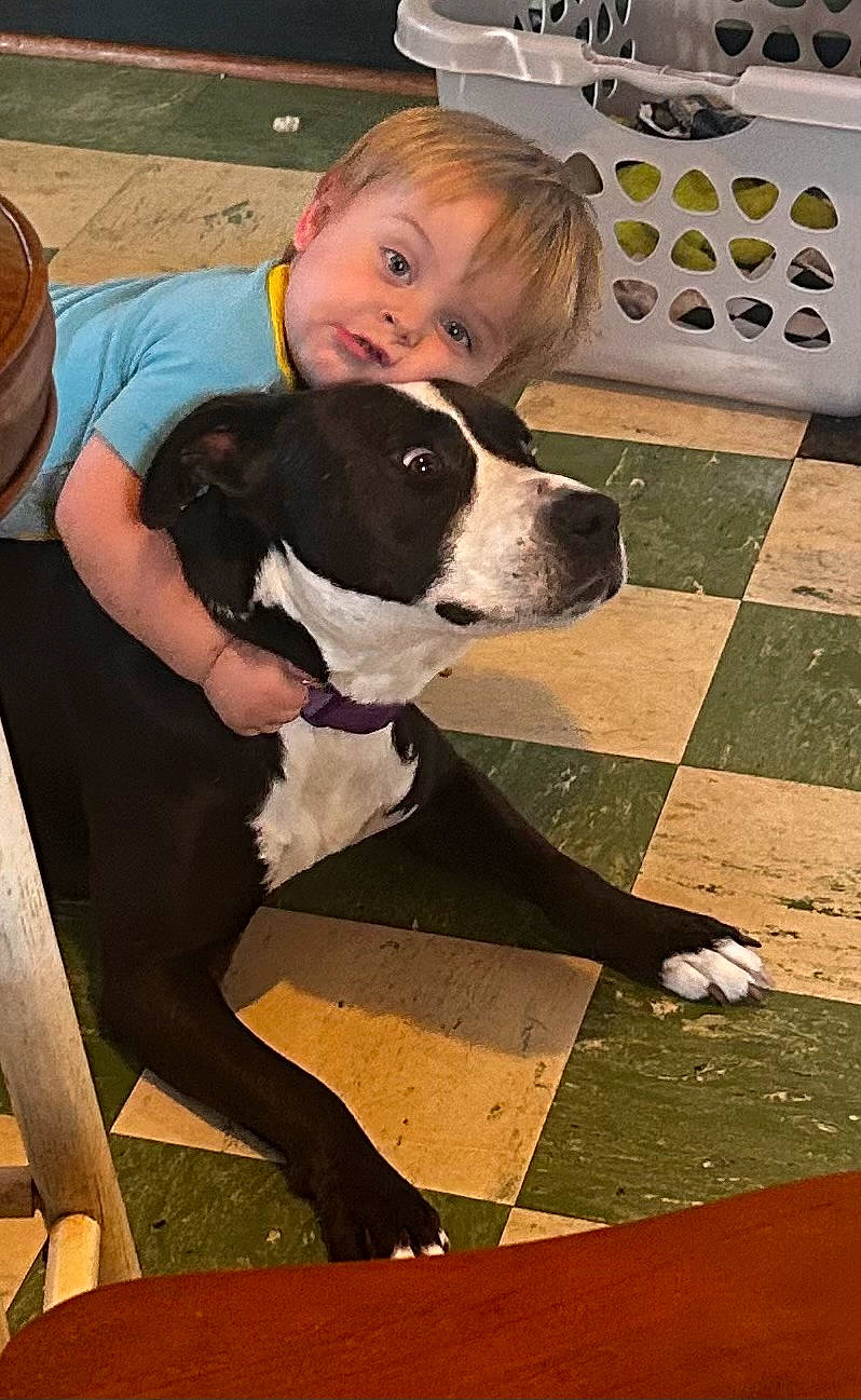 Sissy joined the competition — help win amazing prizes! canidae, carnivore, companion_dog, dog, dog_breed, fawn, flooring, fun, fur, guard_dog, human_leg, knee, leg, non_sporting_group, sporting_group, thigh, toddler, working_animal, working_dog