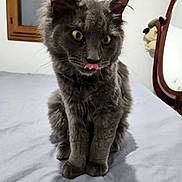 Alvin participe au concours pour gagner de l'argent avec cette photo : cat, grey_cat, fluffy, licking_nose, bed, blue_sheet, window, mirror, plush_toy, indoor, pet, feline, cute, playful, fur, whiskers, ears, animal, domestic_cat, sitting