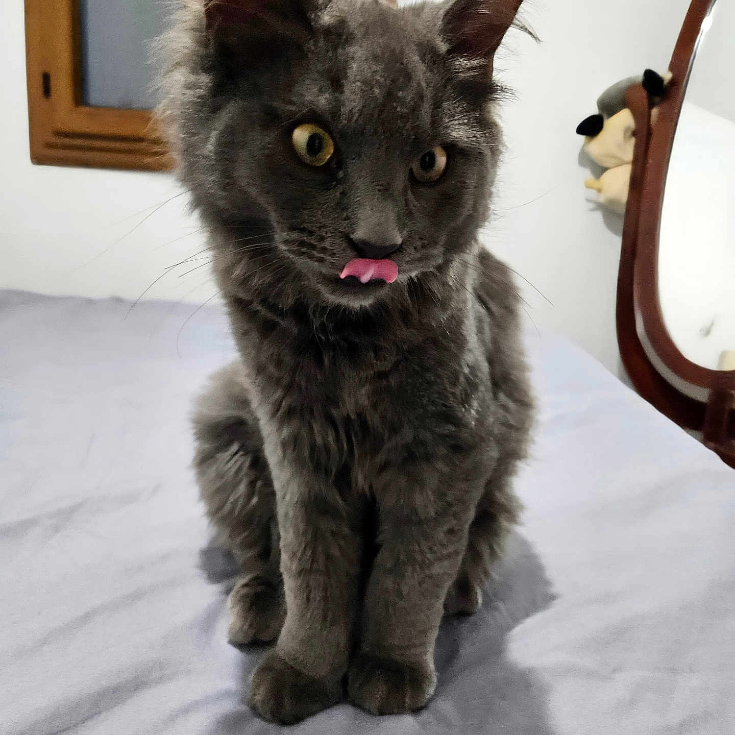 Alvin participe au concours pour gagner de l'argent avec cette photo : animal, bed, blue_sheet, cat, cute, domestic_cat, ears, feline, fluffy, fur, grey_cat, indoor, licking_nose, mirror, pet, playful, plush_toy, sitting, whiskers, window
