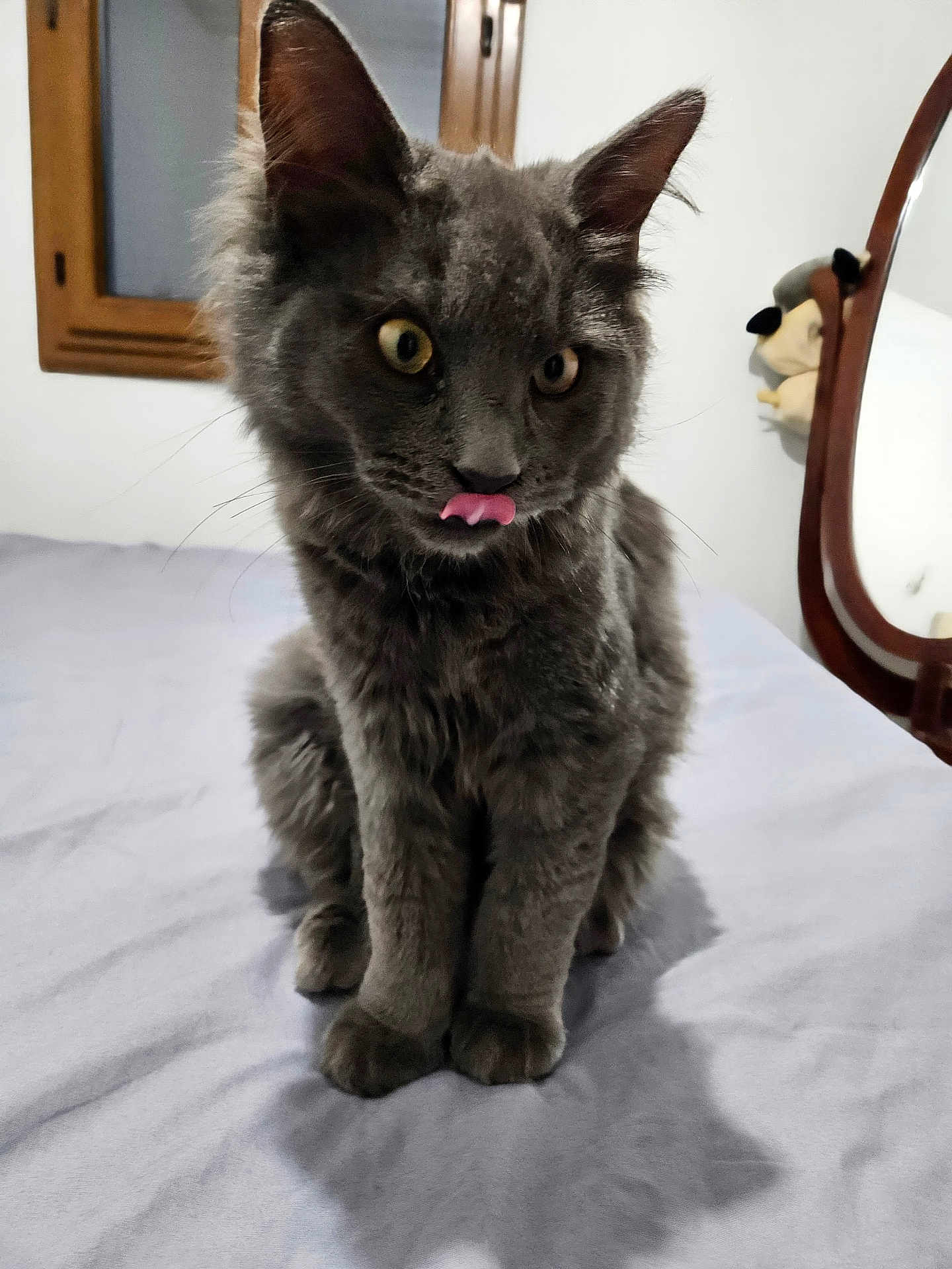 Alvin participe au concours pour gagner de l'argent avec cette photo : cat, grey_cat, fluffy, licking_nose, bed, blue_sheet, window, mirror, plush_toy, indoor, pet, feline, cute, playful, fur, whiskers, ears, animal, domestic_cat, sitting