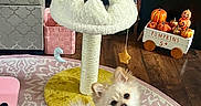 Trixie joined the competition — help win amazing prizes! adult, animal, box, canine, cat, couch, cushion, dog, dogbed, eskimodog, female, furniture, homedecor, person, pet, plant, pottedplant, puppy, table, woman