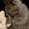 Trixie is registered to the contest to win money with this photo: abyssinian, angora, animal, bodypart, cat, kitten, manx, mouth, person, pet, siamese, sleeping