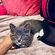 Trixie is registered to the contest to win money with this photo: abyssinian, animal, bed, bedroom, blanket, cat, couch, cushion, face, furniture, homedecor, indoors, kitten, linen, manx, person, pet, quilt, room, sleeping