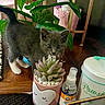 Trixie is registered to the contest to win money with this photo: animal, cat, cookware, cream, dessert, food, furniture, icecream, icing, jar, kitten, pet, plant, planter, pot, pottedplant, pottery, vase, window, windowsill