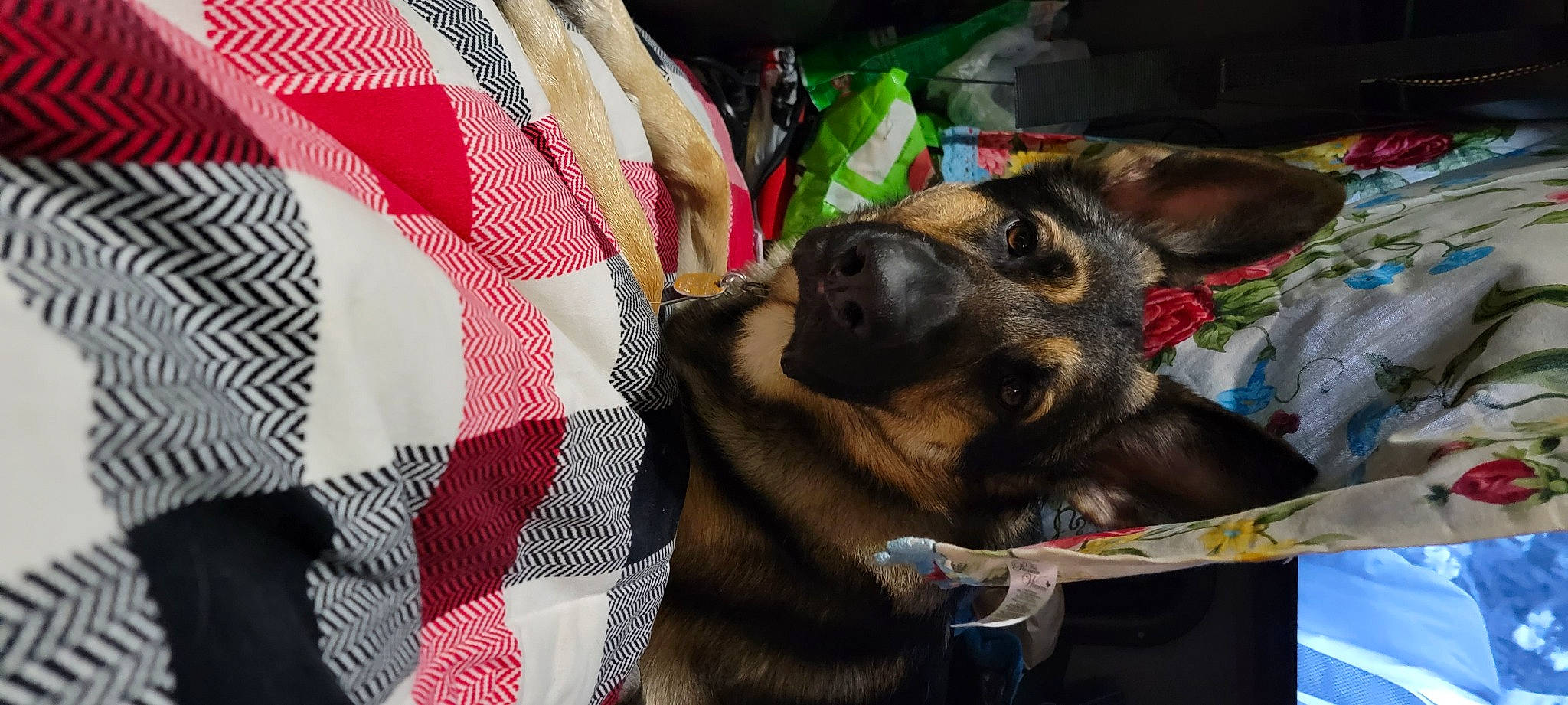 Gabriel joined the competition — help win amazing prizes! canidae, carnivore, collar, companion_dog, dog, dog_breed, dog_collar, dog_supply, east_european_shepherd, fur, german_shepherd_dog, guard_dog, king_shepherd, leash, old_german_shepherd_dog, pet_supply, snout, sporting_group, working_animal, working_dog