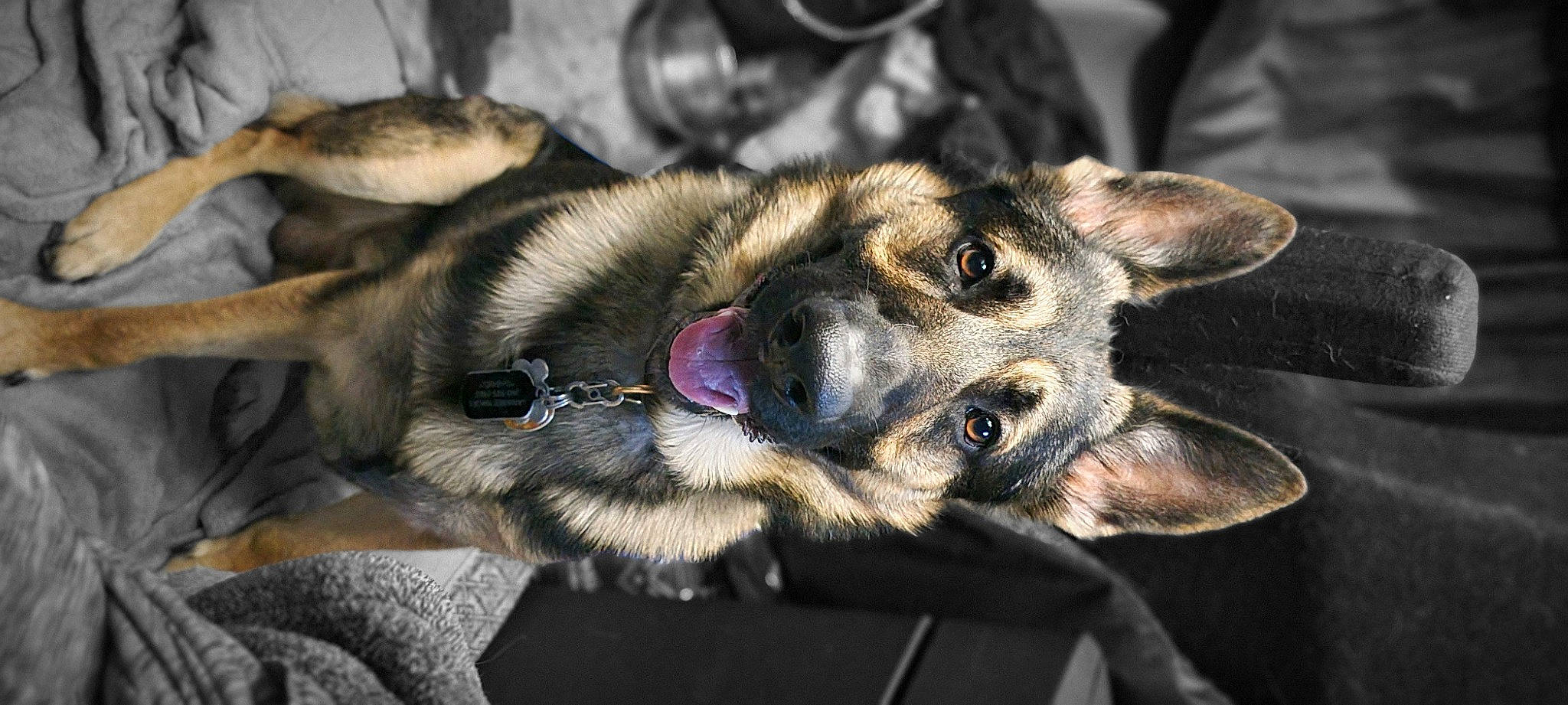 Gabriel joined the competition — help win amazing prizes! canidae, carnivore, claw, collar, companion_dog, dog, dog_breed, east_european_shepherd, fawn, fur, german_shepherd_dog, king_shepherd, old_german_shepherd_dog, paw, snout, sporting_group, street_dog, whiskers, working_animal, working_dog