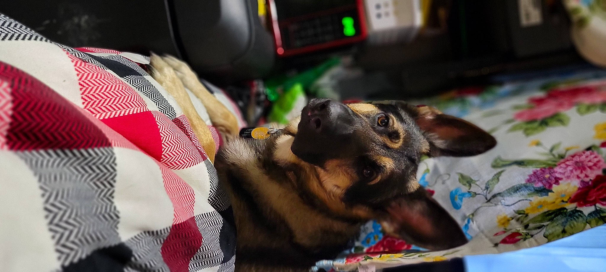 Gabriel is registered to the contest to win money with this photo: canidae, carnivore, collar, companion_dog, dog, dog_breed, ear, fur, guard_dog, paw, recipe, snout, sporting_group, toy_dog, whiskers, working_animal