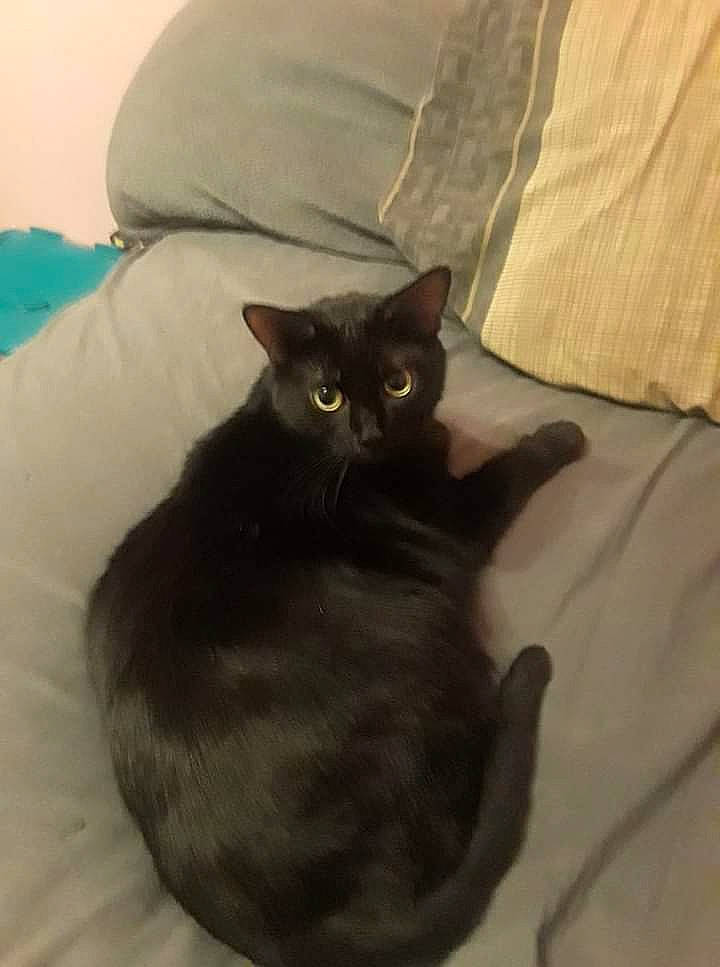 Sissy is registered to the contest to win money with this photo: bed, bedding, black_cat, bombay, carnivore, cat, cat_supply, comfort, domestic_short_haired_cat, felidae, fur, grey, hardwood, linens, paw, pillow, room, small_to_medium_sized_cats, tail, whiskers