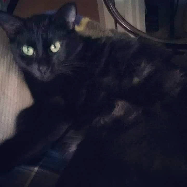 Sissy is registered to the contest to win money with this photo: black_cat, bombay, carnivore, cat, claw, comfort, darkness, domestic_short_haired_cat, felidae, fur, metal, paw, shadow, sky, small_to_medium_sized_cats, tail, terrestrial_animal, tints_and_shades, whiskers