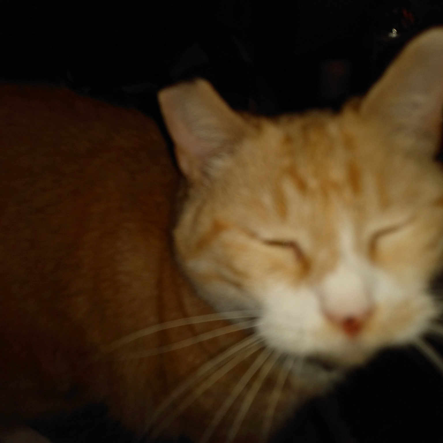 Susie Q