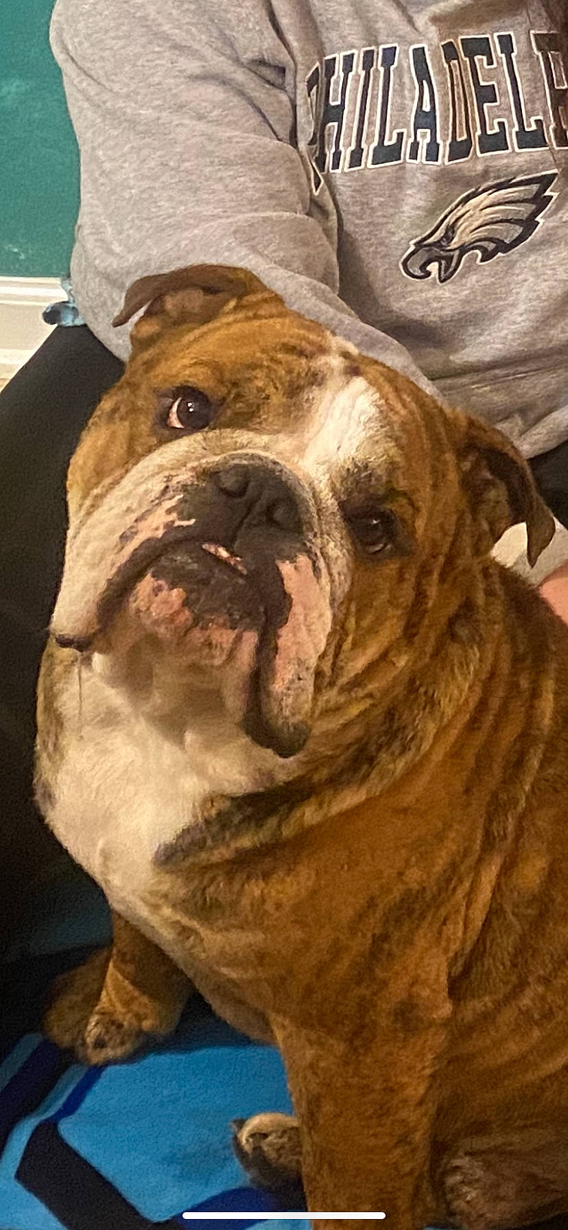 Maximus joined the competition — help win amazing prizes! ancient_dog_breeds, bulldog, canidae, carnivore, companion_dog, dog, dog_breed, dog_collar, fawn, fur, molosser, non_sporting_group, snout, sporting_group, terrestrial_animal, whiskers, white_english_bulldog, working_animal, working_dog, wrinkle