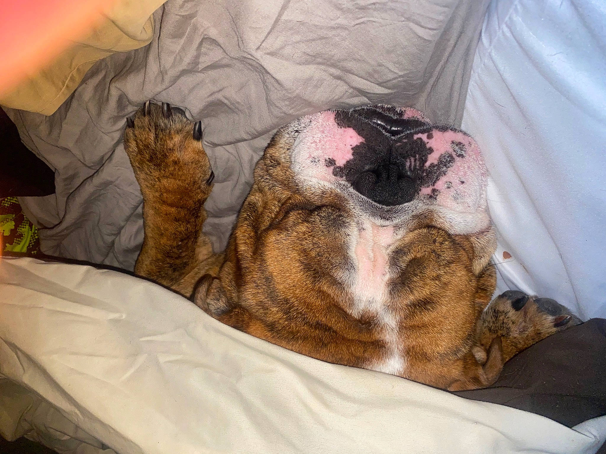 Maximus joined the competition — help win amazing prizes! bed, bed_sheet, bedding, bedroom, carnivore, comfort, companion_dog, dog, dog_breed, domestic_short_haired_cat, fawn, felidae, fur, linens, mammal, paw, small_to_medium_sized_cats, tail, terrestrial_animal, whiskers