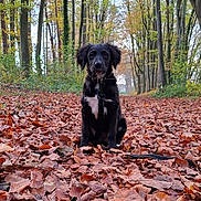 Arya participe au concours pour gagner de l'argent avec cette photo : dog, black_dog, autumn, leaves, forest, trees, path, nature, outdoor, animal, pet, sitting, fall_foliage, woods, canine, collar, leash, seasonal, quiet, scenic
