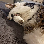 Mimine participe au concours pour gagner de l'argent avec cette photo : cat, feline, pet, sleeping, curled_up, white_fur, tabby_fur, paw, cozy, blanket, indoor, resting, cute, animal, fur, whiskers, relaxing, soft, bedroom, domestic_cat