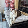 Mimine participe au concours pour gagner de l'argent avec cette photo : cat, feline, pet, balloons, blanket, fireplace, indoor, cozy, resting, crossed_paws, decor, gray_blanket, black_ottoman, pink_balloons, silver_balloons, stone, tile_floor, houseplant, relaxed, home