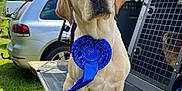 Hazel joined the competition — help win amazing prizes! animal, award, blue_ribbon, canine, cloudy, competition, crate, dog, grass, labrador_retriever, outdoor, parked_car, pet, proud, second_place, sitting, sky, tailgate, trees, vehicle