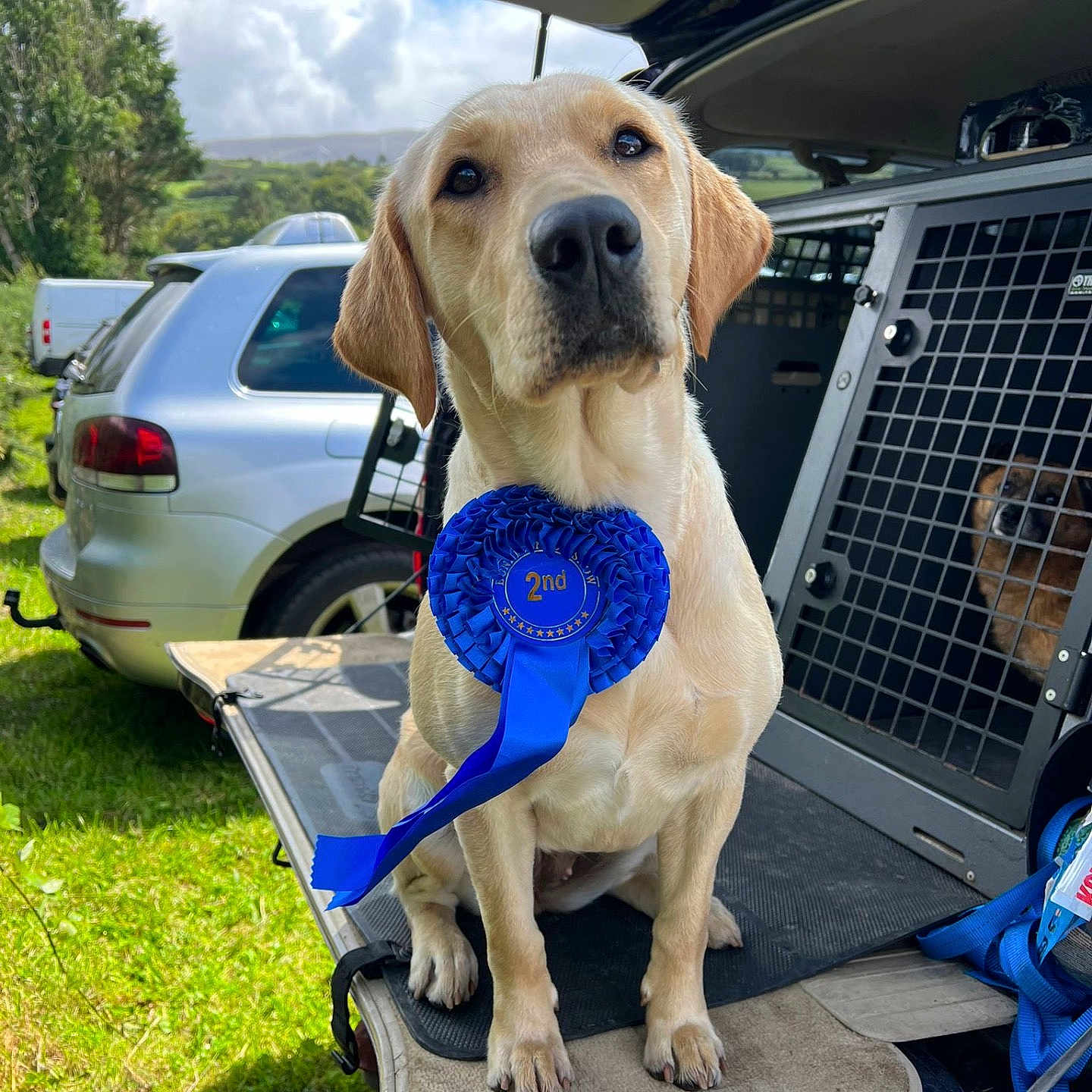 Hazel joined the competition — help win amazing prizes! animal, award, blue_ribbon, canine, cloudy, competition, crate, dog, grass, labrador_retriever, outdoor, parked_car, pet, proud, second_place, sitting, sky, tailgate, trees, vehicle