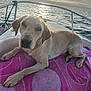 dog, boat, towel, water, sun, sunset, sky, sea, animal, pet, outdoor, canine, relaxing, marine, nature, travel, vacation, summer, wet, peaceful