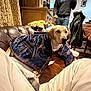 Hazel joined the competition — help win amazing prizes! dog, blanket, couch, leather, person, hoodie, phone, furniture, curtains, wooden_cabinet, indoor, relaxed, seated, pet, living_room, plaid, canine, human, casual, comfort