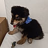Hadès a rejoint le concours — aidez-le/la à gagner de superbes lots ! puppy, dog, bandana, black, tan, fur, tongue, toy, rope_toy, sitting, chair, indoor, pet, cute, young, playful, white_background, animal, small, adorable