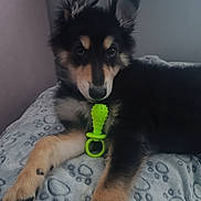 Hadès participe au concours pour gagner de l'argent avec cette photo : puppy, dog, pet, toy, blanket, paw_print, indoor, resting, black_fur, brown_fur, cute, fur, ears, animal, cozy, home, comfort, lying_down, young_dog, playful