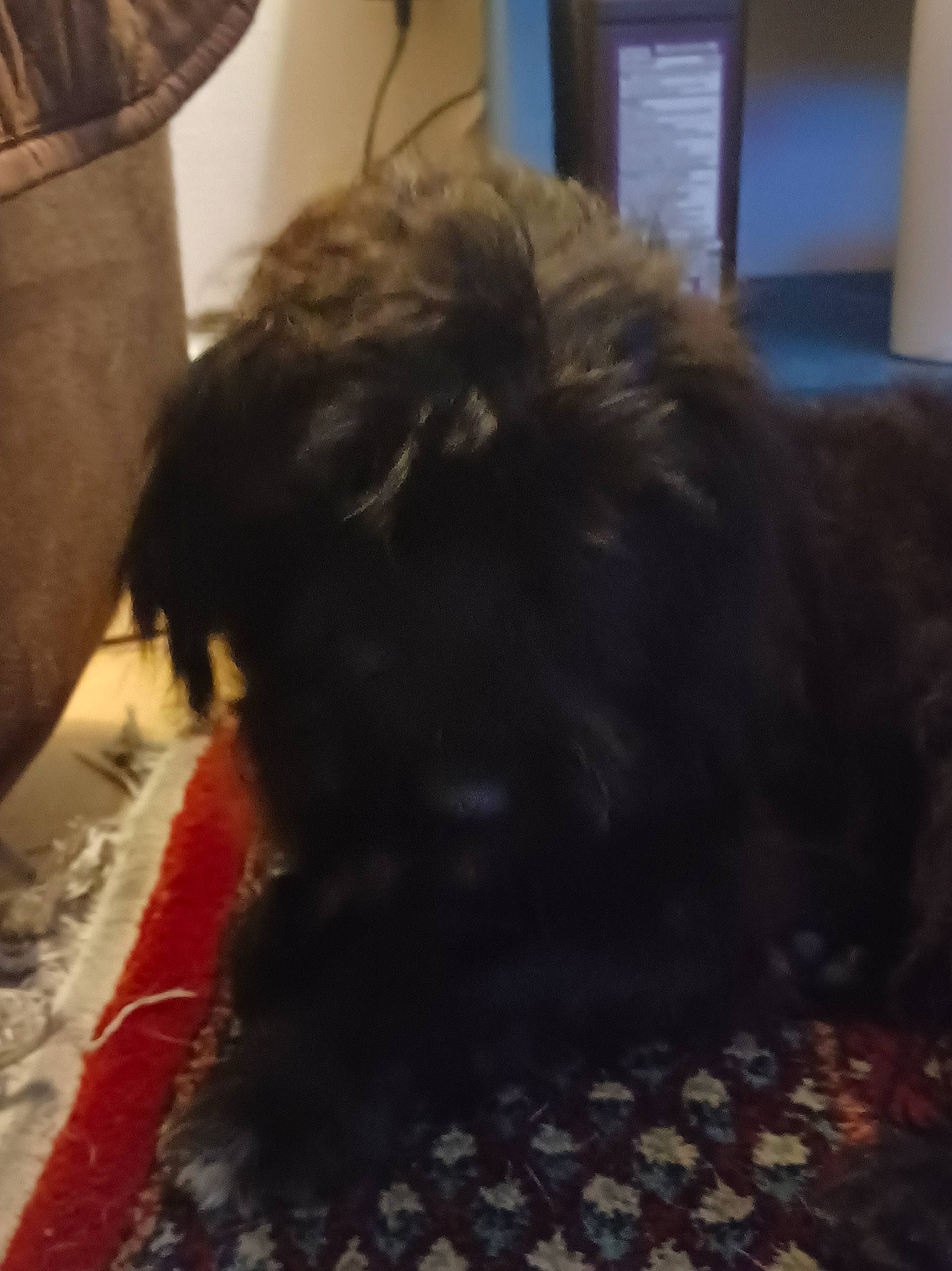 Tucker is registered to the contest to win money with this photo: canidae, carnivore, cloud, comfort, companion_dog, dog, dog_breed, flooring, fur, liver, non_sporting_group, small_terrier, snout, sporting_group, tail, terrier, toy_dog, working_animal