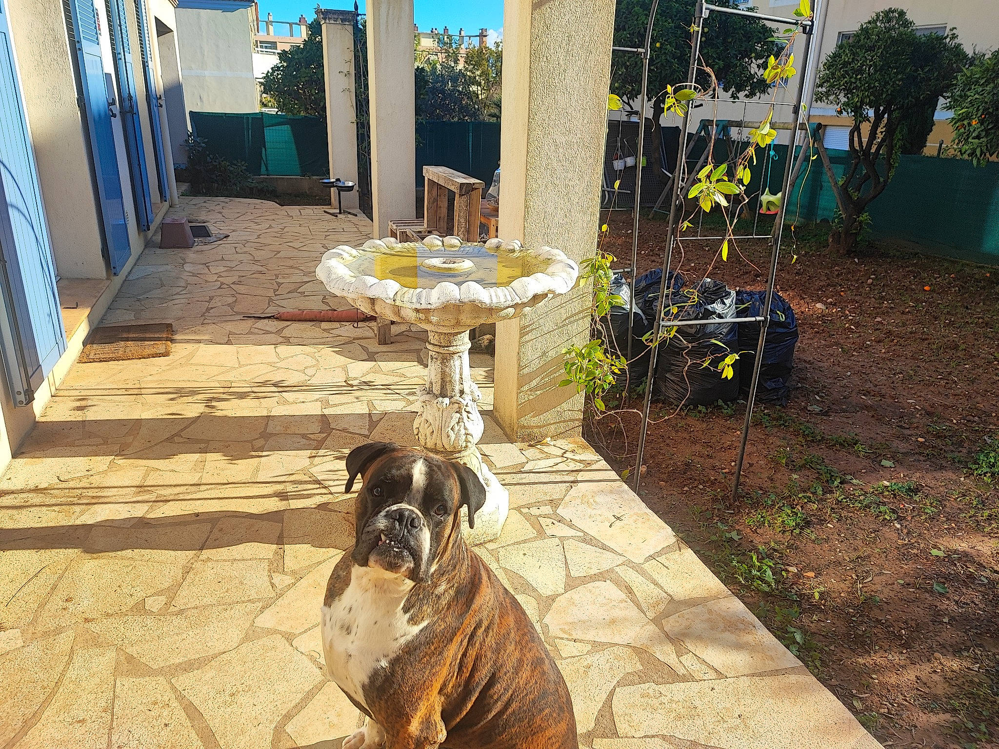 Orus a rejoint le concours — aidez-le/la à gagner de superbes lots ! blue, building, carnivore, chair, companion_dog, dog, dog_breed, fawn, flooring, grass, house, landscape, leisure, plant, road_surface, snout, table, urban_design, wood, working_animal