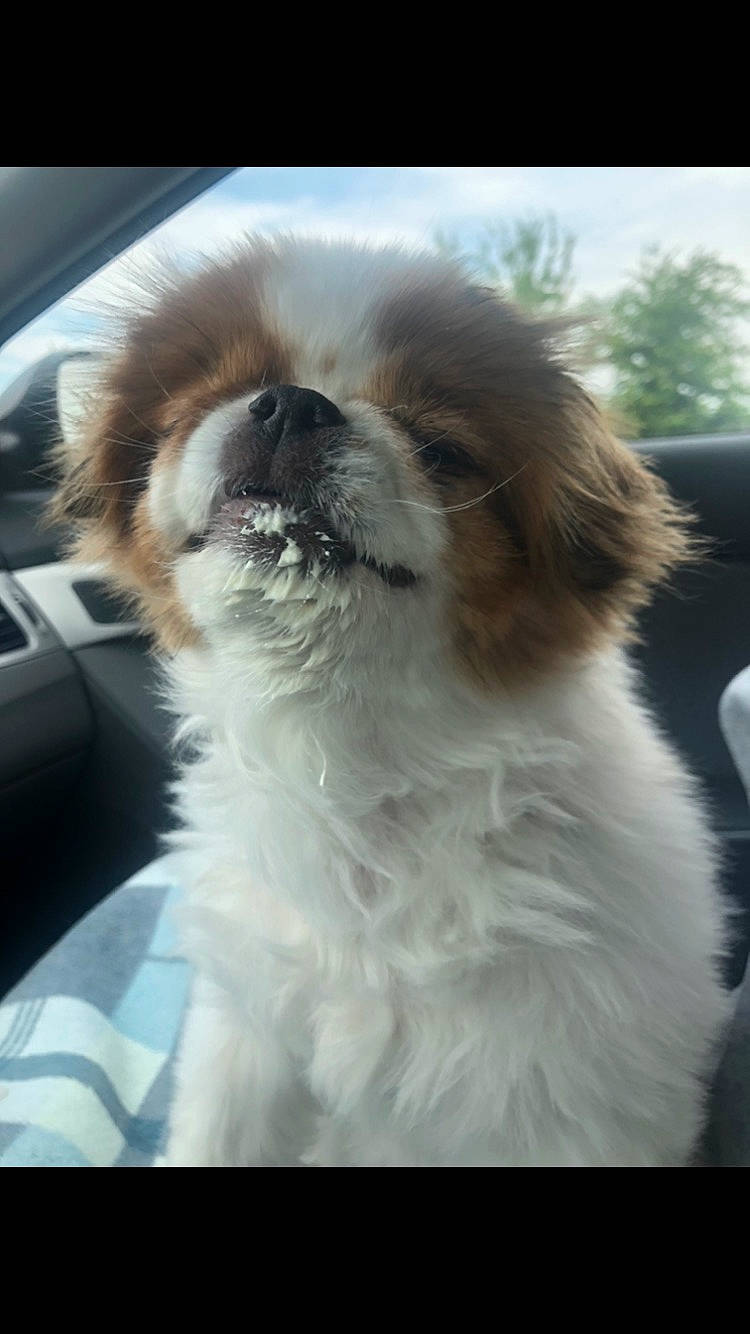Lainey is registered to the contest to win money with this photo: automotive_mirror, canidae, carnivore, companion_dog, dog, dog_breed, fawn, fur, giant_dog_breed, liver, pekingese, snout, sporting_group, tail, terrestrial_animal, toy_dog, whiskers, window, windshield, working_animal