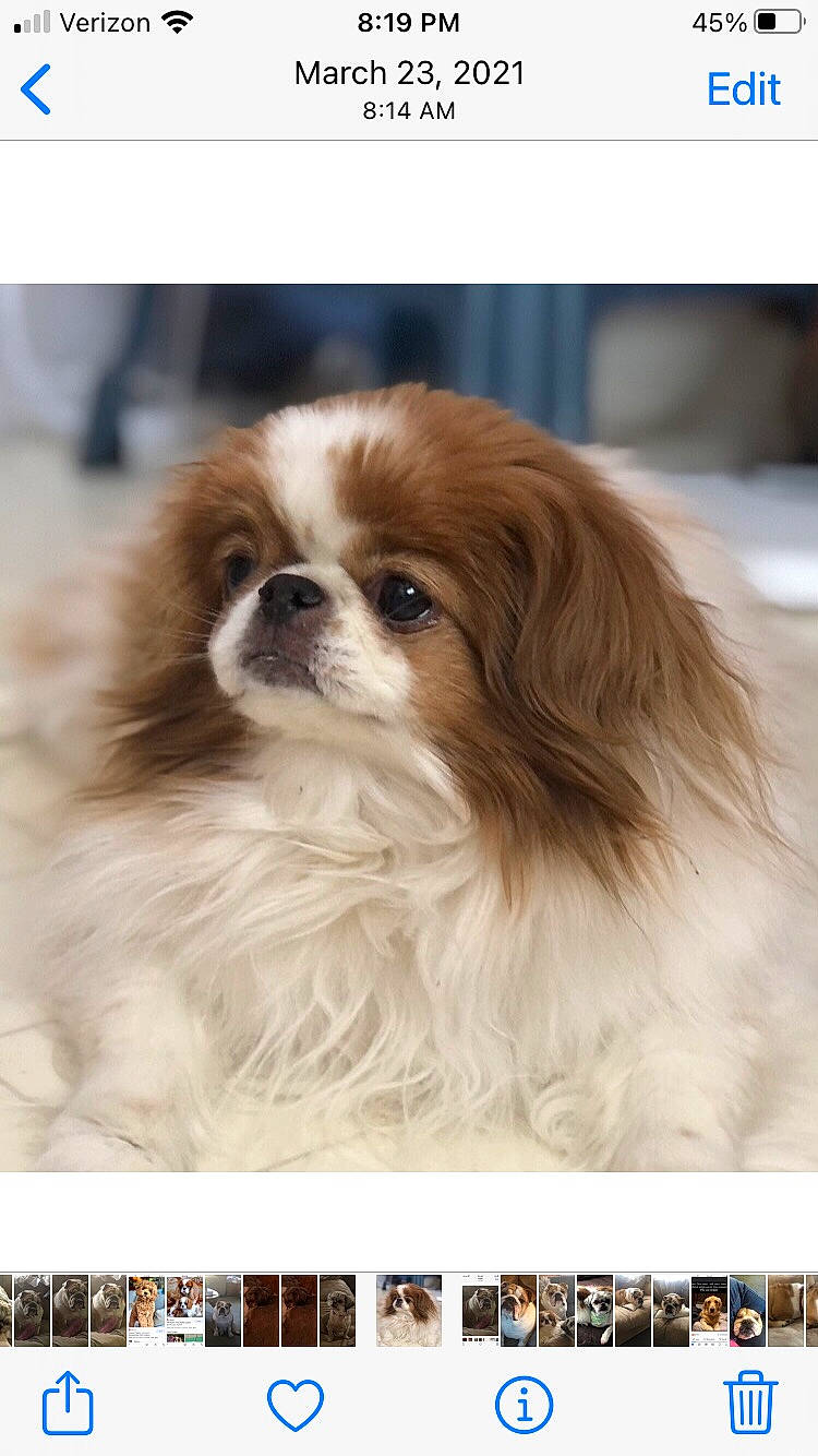 Lainey is registered to the contest to win money with this photo: canidae, carnivore, companion_dog, dog, dog_breed, fur, japanese_chin, king_charles_spaniel, liver, pekingese, snout, spaniel, sporting_group, tibetan_spaniel, toy_dog, working_animal