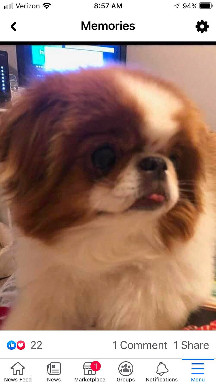 Lainey joined the competition — help win amazing prizes! canidae, carnivore, companion_dog, dog, dog_breed, fawn, fur, japanese_chin, liver, non_sporting_group, pekingese, pet_supply, photography, snapshot, snout, sporting_group, terrestrial_animal, toy_dog, whiskers, working_animal