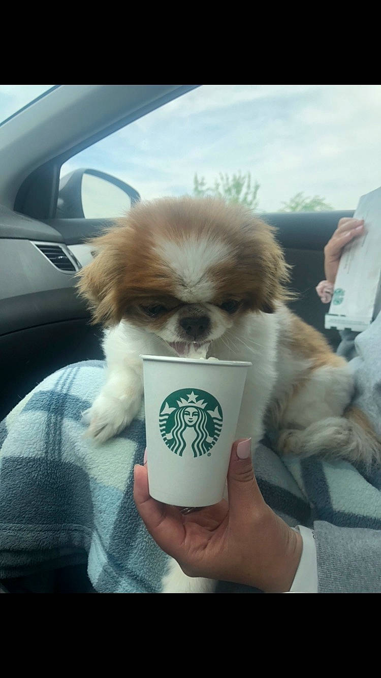 Lainey joined the competition — help win amazing prizes! automotive_mirror, canidae, carnivore, cloud, companion_dog, dog, dog_breed, eyewear, fawn, fur, liver, mammal, sky, snout, sporting_group, toy_dog, vertebrate, vision_care, windscreen_wiper, windshield