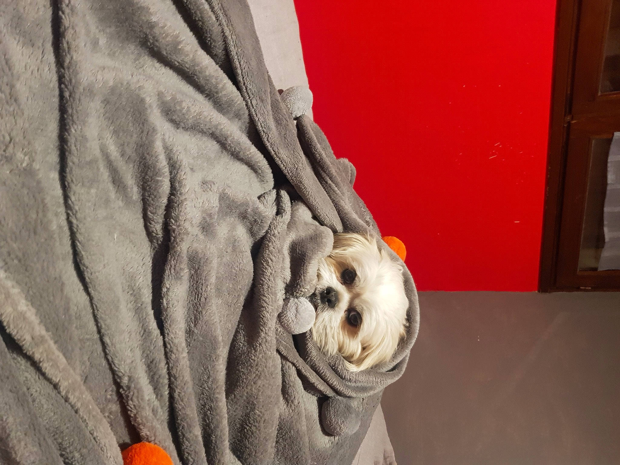 Mojito participe au concours pour gagner de l'argent avec cette photo : art, carmine, carnivore, comfort, companion_dog, dog_breed, fawn, felidae, flooring, fur, grey, linens, monument, red, sculpture, sleeve, snout, statue, wood, wrinkle