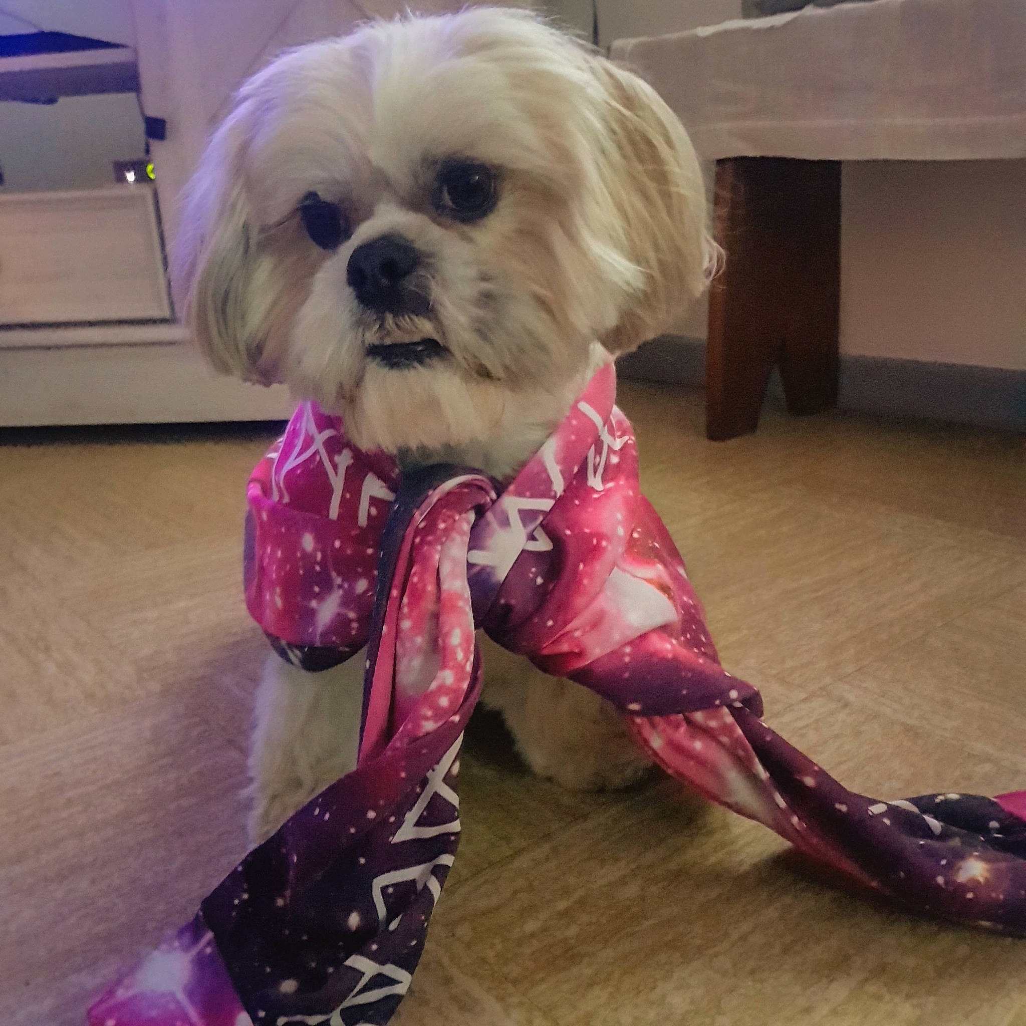 Mojito participe au concours pour gagner de l'argent avec cette photo : canidae, carnivore, companion_dog, dog, dog_breed, dog_clothes, dog_collar, dog_supply, fashion_accessory, fawn, fur, liver, pet_supply, purple, shih_tzu, small_terrier, snout, sporting_group, toy_dog, working_animal