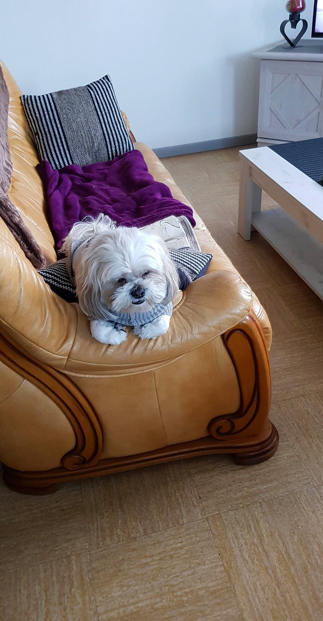 Mojito a rejoint le concours — aidez-le/la à gagner de superbes lots ! bag, carnivore, club_chair, comfort, companion_dog, couch, dog, dog_breed, dog_supply, fawn, felidae, flooring, furniture, hardwood, linens, liver, pillow, sporting_group, textile, toy_dog