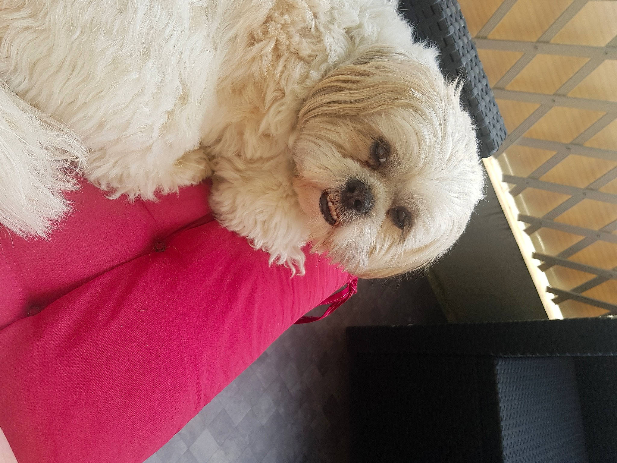 Mojito a rejoint le concours — aidez-le/la à gagner de superbes lots ! canidae, carnivore, companion_dog, couch, dog, dog_breed, dog_clothes, dog_collar, dog_supply, fur, labradoodle, puppy_love, shih_poo, small_terrier, snout, sporting_group, terrier, toy_dog, water_dog, working_animal