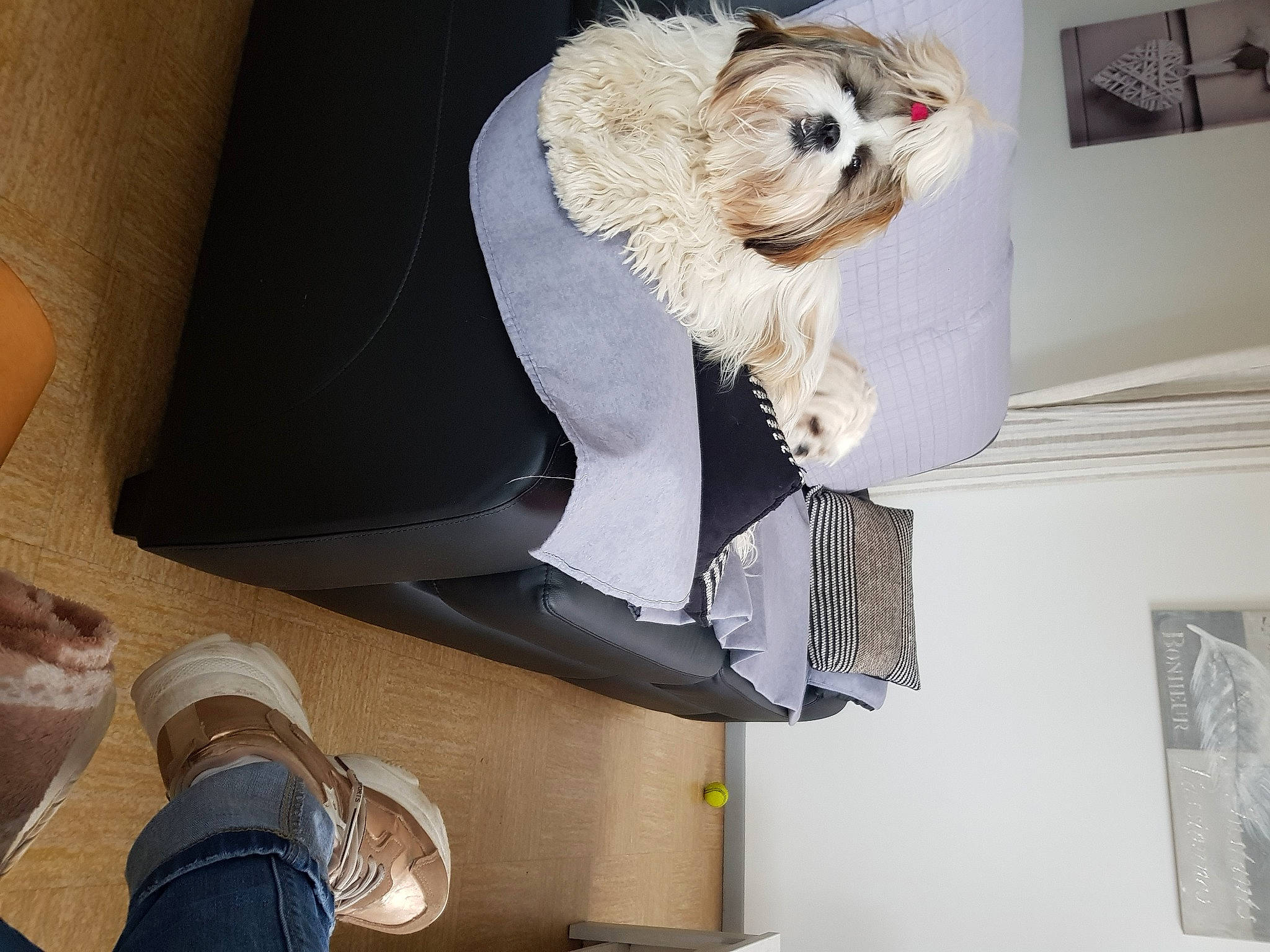 Pakita participe au concours pour gagner de l'argent avec cette photo : carnivore, cat, comfort, companion_dog, dress, fawn, felidae, grey, headgear, human_leg, knee, leg, outdoor_shoe, shoe, small_to_medium_sized_cats, sneakers, thigh, walking_shoe, whiskers, white